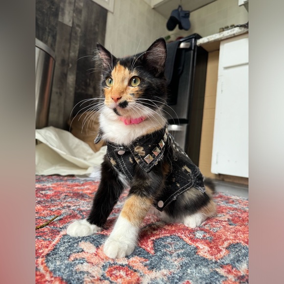 Metallicat Cat Vest - Picture 4 of 6